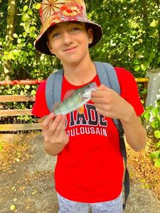 European Perch