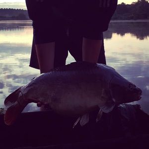 Mirror Carp