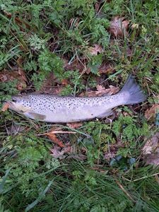 Brown Trout