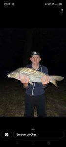 Common Carp