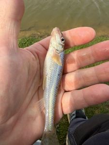 Gudgeon