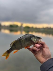 European Perch