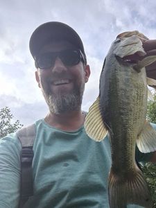 Largemouth Bass