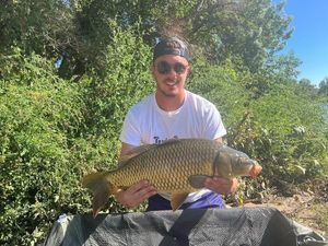 Common Carp