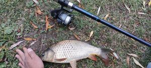 Koï Fish