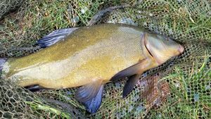 Tench