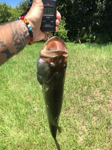 Largemouth Bass