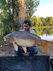 Mirror Carp