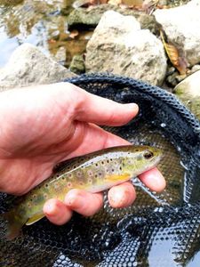 Brown Trout