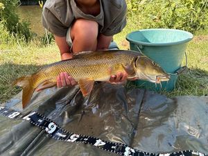 Barbel