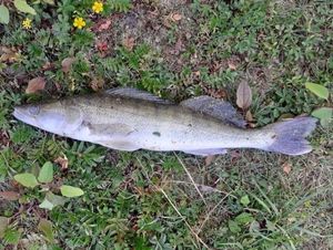 Zander