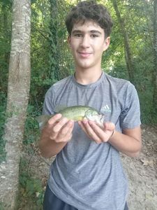 Smallmouth Bass