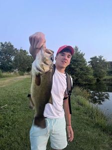 Largemouth Bass