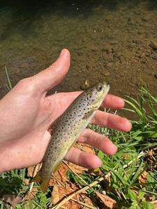 Brown Trout