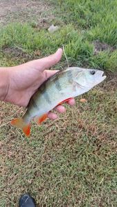 European Perch