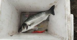 European Bass (Seabass)