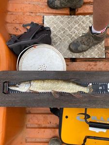 Northern Pike