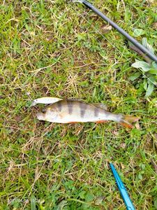 European Perch