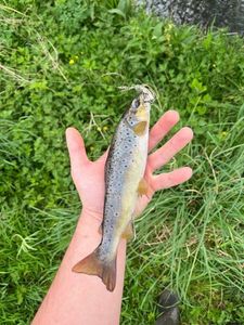 Brown Trout