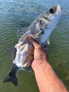 European Bass (Seabass)