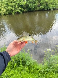 European Perch