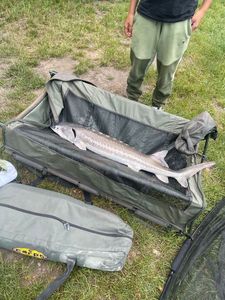 Sturgeon