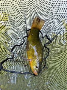 Tench