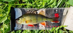 European Perch