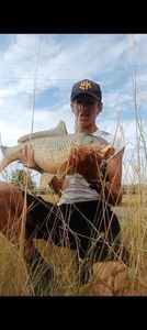 Common Carp