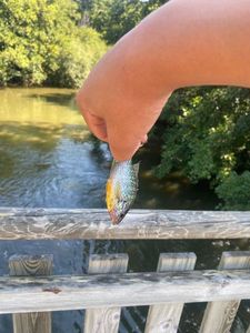Green Sunfish