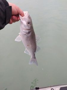 European Bass (Seabass)