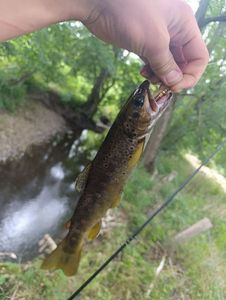 Brown Trout