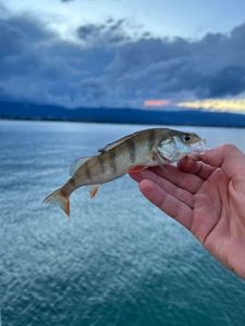 European Perch