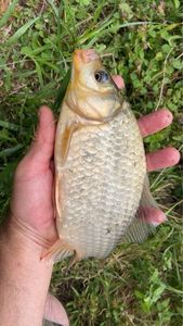 Crucian Carp