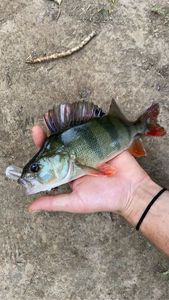 European Perch