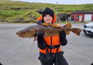 Atlantic Cod (Baltic)