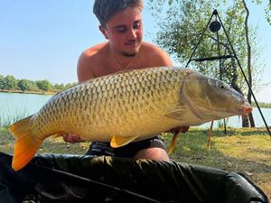 Common Carp