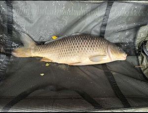 Common Carp