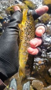 Brown Trout