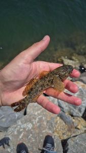 Round Goby