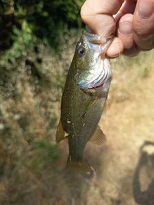 Largemouth Bass