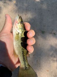 Largemouth Bass