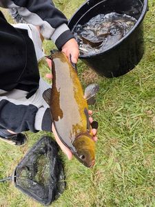 Tench