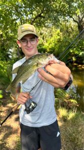 Largemouth Bass