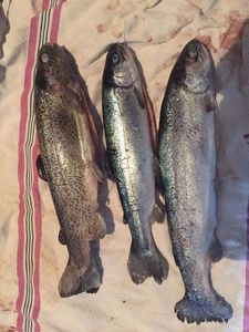 Rainbow Trout