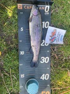 Rainbow Trout