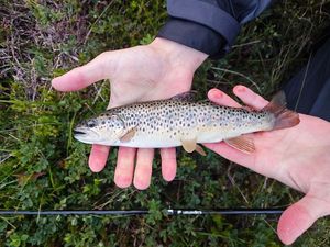 Brown Trout