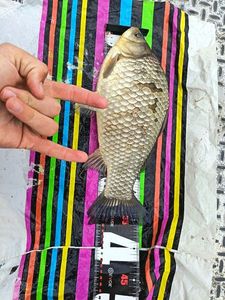 Prussian Carp