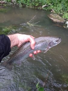 Rainbow Trout