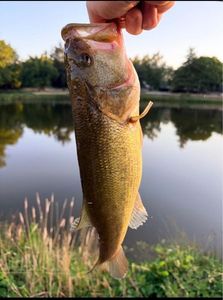 Largemouth Bass